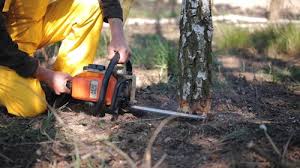  Temple, PA Tree Care Services Pros