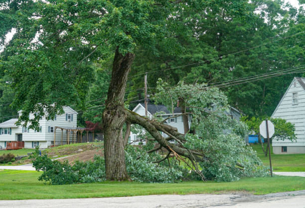 Best Emergency Tree Removal  in Temple, PA